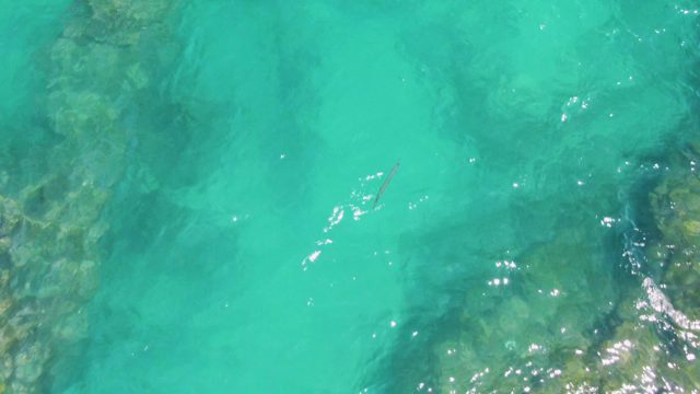 Small Fish Gliding Through Crystal-Clear Ocean Water