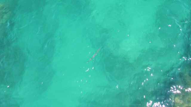 Fish Swimming in Clear Turquoise Ocean Water