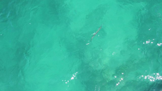Fish Swimming in Clear Turquoise Water