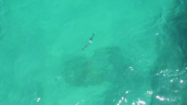 Overhead View of Fish Swimming in Clear Turquoise Water