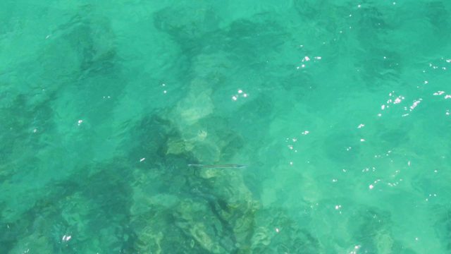 Small Fish Swimming in Shallow Turquoise Water