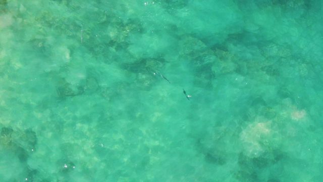 Small Fish Swimming in Clear Turquoise Water