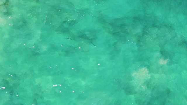 Fish Swimming in Clear Turquoise Water
