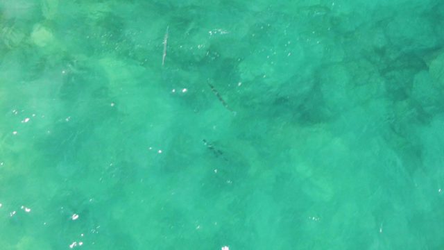 Fish Swimming in Shallow Clear Turquoise Water