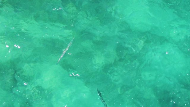 Small Fish Swimming in Clear Turquoise Water