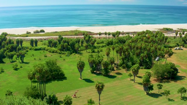 SAN JOSE DEL CABO BCS MEXICO-2020: Coastal Grassland with Palm Trees and Ocean