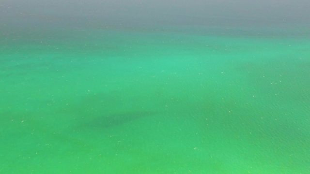 Fish Swimming in Shallow Turquoise Water