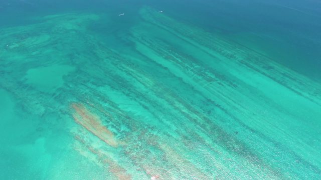 Small Fish Swimming over Coral Reef in Clear Turquoise Water