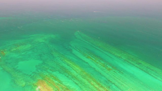 Coral Reef and Seabed in Clear Turquoise Water