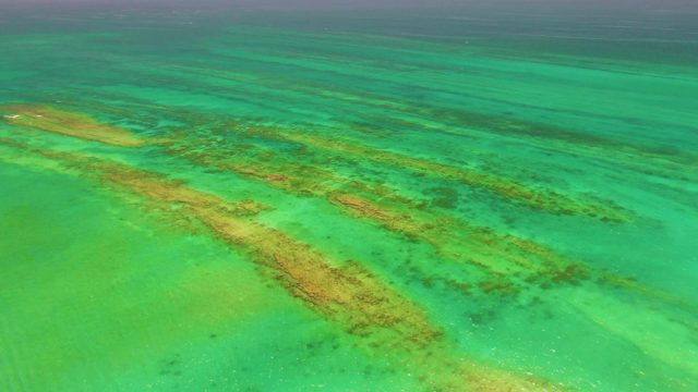 Coral Reef Structures in Clear Turquoise Shallow Water
