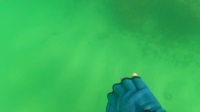 LOS BARIELLES BCS MEXICO-2023: Gloved Hand Moving Among Fish on Sandy Seabed
