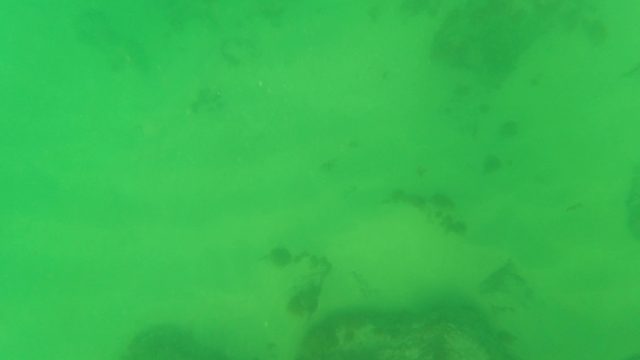 LOS BARIELLES BCS MEXICO-2023: Shallow Ocean Seabed with Moving Coral Formations