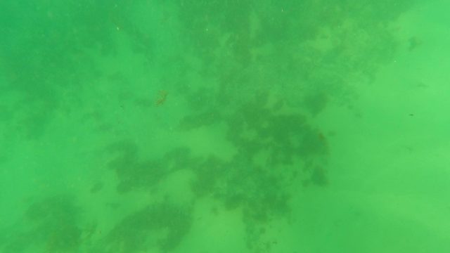 LOS BARIELLES BCS MEXICO-2023: Underwater Seabed with Marine Vegetation and Small Fish