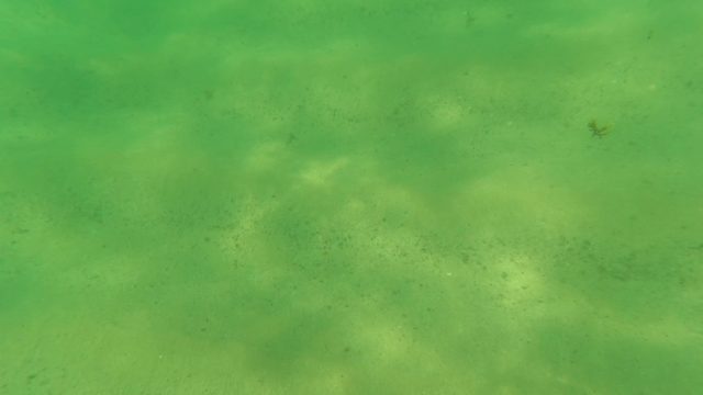 LOS BARIELLES BCS MEXICO-2023: Underwater Snorkeler Passing Over Sandy Seabed