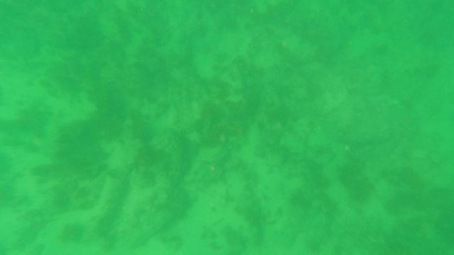 LOS BARIELLES BCS MEXICO-2023: Underwater Ocean Floor with Green Water and Marine Vegetation