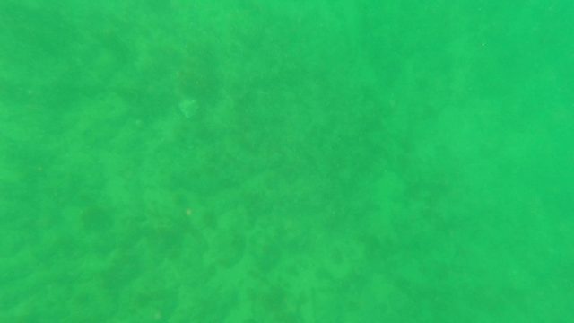 LOS BARIELLES BCS MEXICO-2023: Small White Fish Swimming in Green Underwater Environment