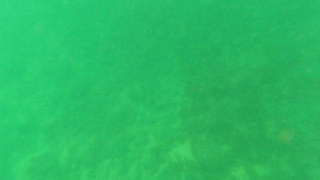 LOS BARIELLES BCS MEXICO-2023: Underwater Seabed with Sand and Marine Vegetation