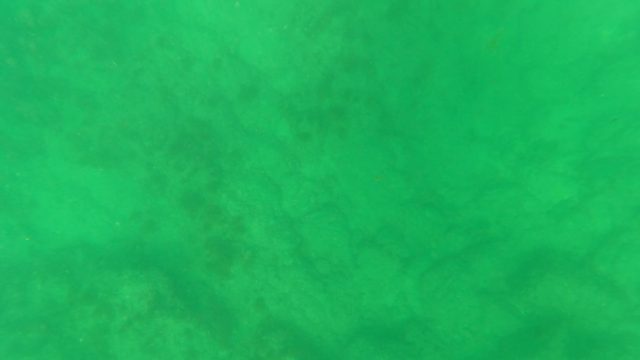 LOS BARIELLES BCS MEXICO-2023: Underwater Seabed with Small Fish Swimming