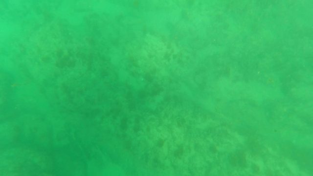 LOS BARIELLES BCS MEXICO-2023: Large Fish Swimming Over Ocean Floor in Green Water