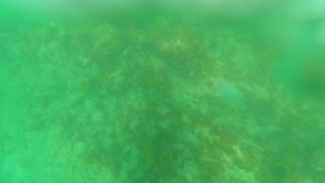 LOS BARIELLES BCS MEXICO-2023: Underwater Seabed with Algae and Small Fish