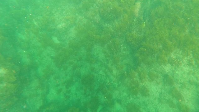 LOS BARIELLES BCS MEXICO-2023: Underwater Seabed with Rock and Seaweed