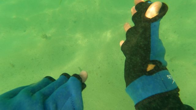LOS BARIELLES BCS MEXICO-2023: Diver's Hands Exploring Shallow Seabed