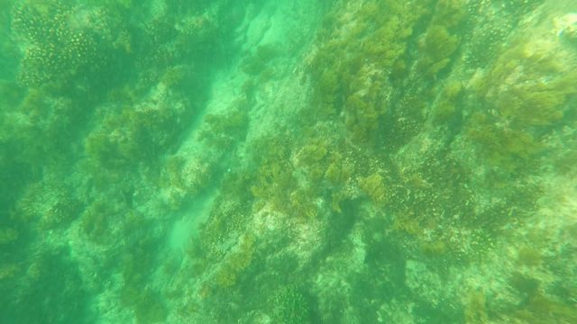 LOS BARIELLES BCS MEXICO-2023: Underwater View of Rocky Seabed with Algae