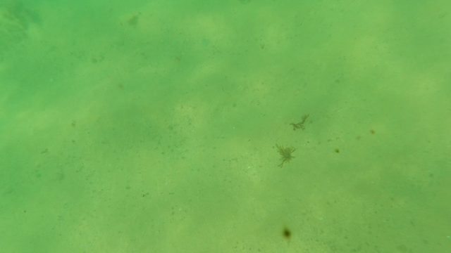 LOS BARIELLES BCS MEXICO-2023: Sandy Seabed Underwater with Fish and Diver's Gloves