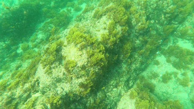 LOS BARIELLES BCS MEXICO-2023: Underwater View of Rocky Seabed with Green Algae