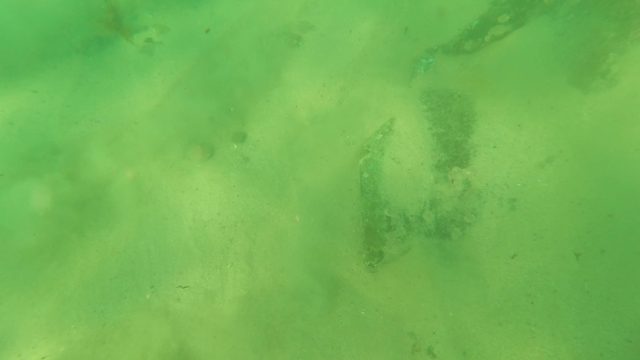 LOS BARIELLES BCS MEXICO-2023: Underwater Sandy Seabed with Small Fish and Debris