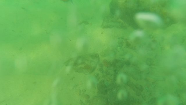 LOS BARIELLES BCS MEXICO-2023: Underwater Fish and Bubbles Over Sandy Seabed