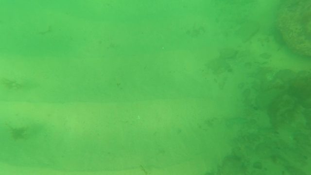 LOS BARIELLES BCS MEXICO-2023: Flatfish Gliding over Sandy Ocean Floor