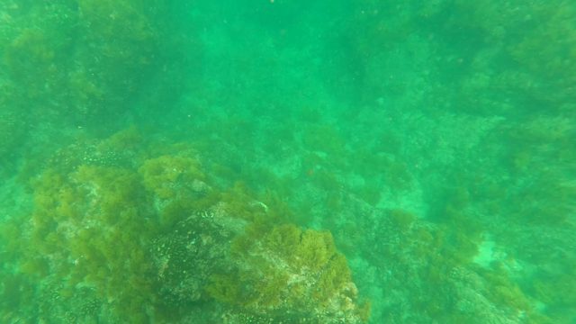 LOS BARIELLES BCS MEXICO-2023: Coral Reef and Seaweed in Clear Turquoise Water
