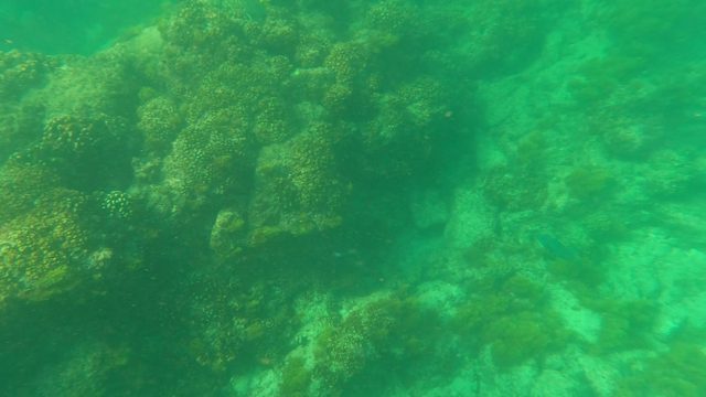 LOS BARIELLES BCS MEXICO-2023: Underwater Coral Reef with Fish