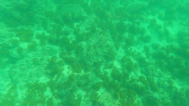 LOS BARIELLES BCS MEXICO-2023: Coral and Seabed in Clear Ocean Water