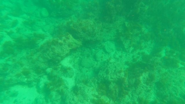 LOS BARIELLES BCS MEXICO-2023: Underwater Seabed with Rocky Reefs and Algae