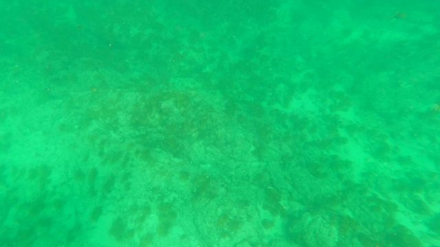 LOS BARIELLES BCS MEXICO-2023: Underwater Seabed with Seaweed and Small Fish