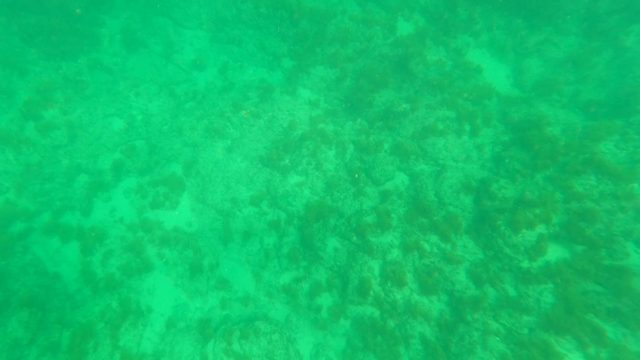 LOS BARIELLES BCS MEXICO-2023: Underwater View of Rocky Seabed with Small Fish