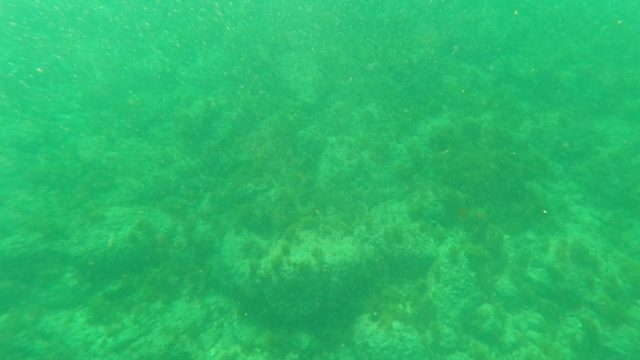LOS BARIELLES BCS MEXICO-2023: Coral Seabed with Small Fish Swimming Underwater