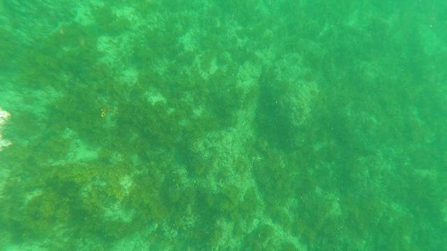 LOS BARIELLES BCS MEXICO-2023: Bubbles Rising Over Seabed in Clear Green Water
