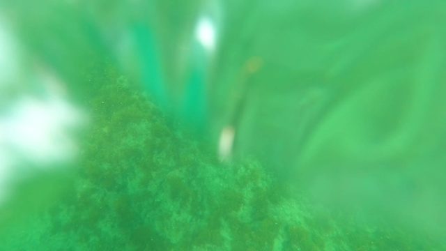 LOS BARIELLES BCS MEXICO-2023: Underwater View of Seabed and Small Fish