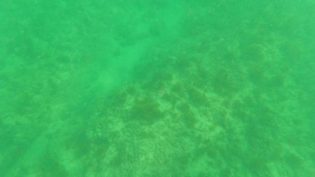 LOS BARIELLES BCS MEXICO-2023: Small Fish Swimming Over Coral Seabed
