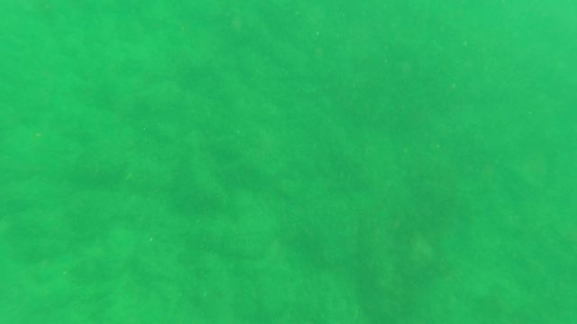 LOS BARIELLES BCS MEXICO-2023: Fish Swimming over Sandy Ocean Floor