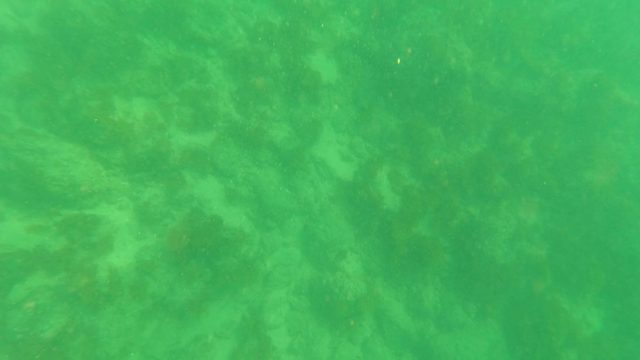 LOS BARIELLES BCS MEXICO-2023: Underwater Seabed Fading Into Murky Water