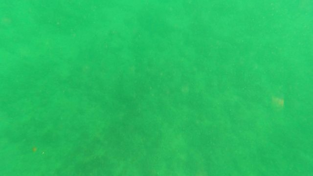 LOS BARIELLES BCS MEXICO-2023: Small Orange Fish Swimming Over Sandy Seabed