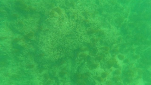 LOS BARIELLES BCS MEXICO-2023: Underwater View of Rocky Seabed with Marine Growth
