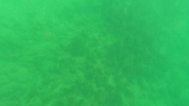 LOS BARIELLES BCS MEXICO-2023: Underwater Seabed with Small Fish Swimming