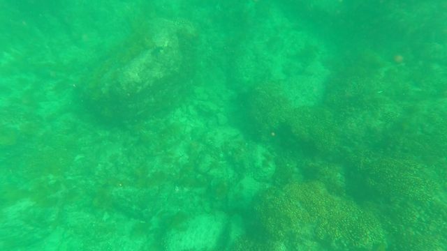 LOS BARIELLES BCS MEXICO-2023: Underwater Coral and Rocky Seabed with Swimming Fish