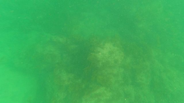LOS BARIELLES BCS MEXICO-2023: Underwater View of Rocky Seabed and Algae