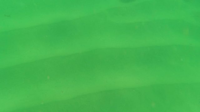 LOS BARIELLES BCS MEXICO-2023: Underwater Sandy Seabed with Seagrass and Ripples